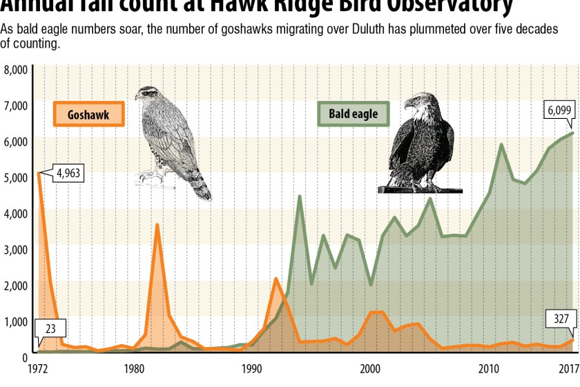 Bald Eagle Age Chart