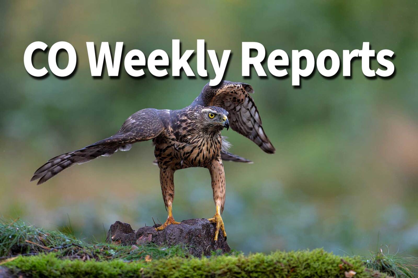 CO Reports: Ever seen a hawk just jumping around on the ground ...