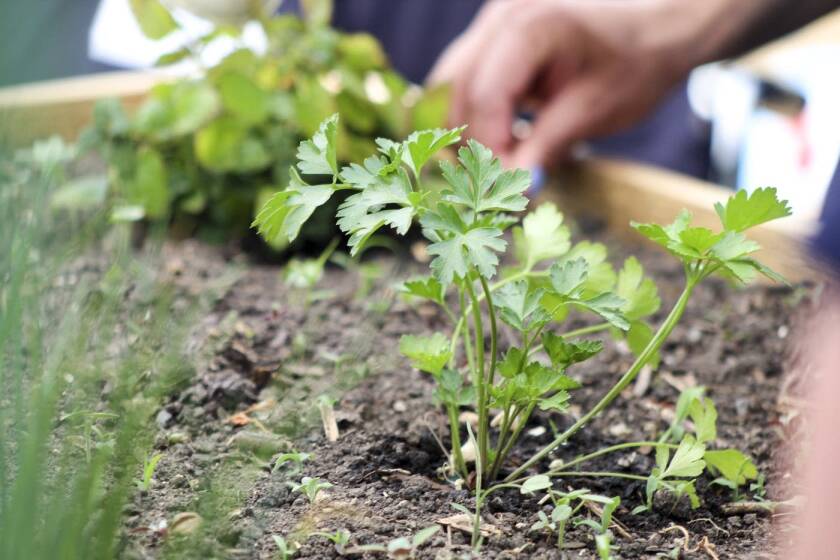 mpr-dementia-friendly-garden-06-14003.jpg