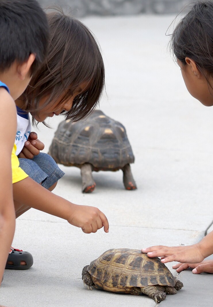 Kids touch a turtle as a tortoise makes tracks at the table of Brent Mielke, better known as the Zoo Man, during the 28th annual International Festival in Worthington on Friday, July 8, 2022.