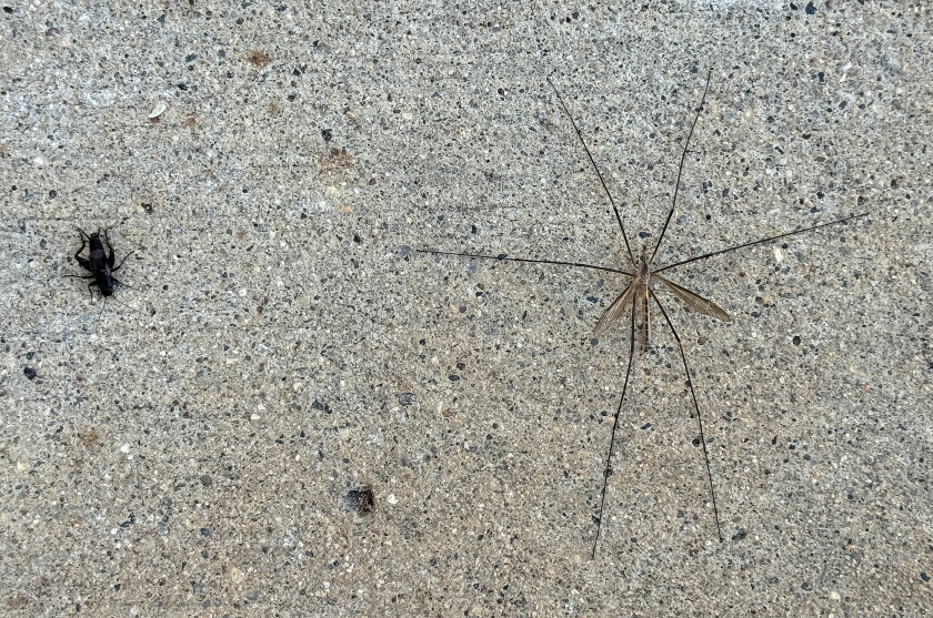 A few insects from the past week - Jamestown Sun | News, weather ...