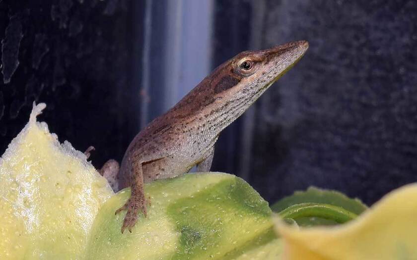 2285057+0127_NEW-JERSEY-LIZARD1.jpg