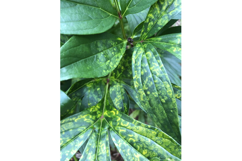 tobacco rattle virus peony Ask a Master Gardener: Tobacco rattle virus can infect peonies - Duluth News Tribune tobacco rattle virus peony Ask a Master Gardener: Tobacco rattle virus can infect peonies - Duluth News Tribune