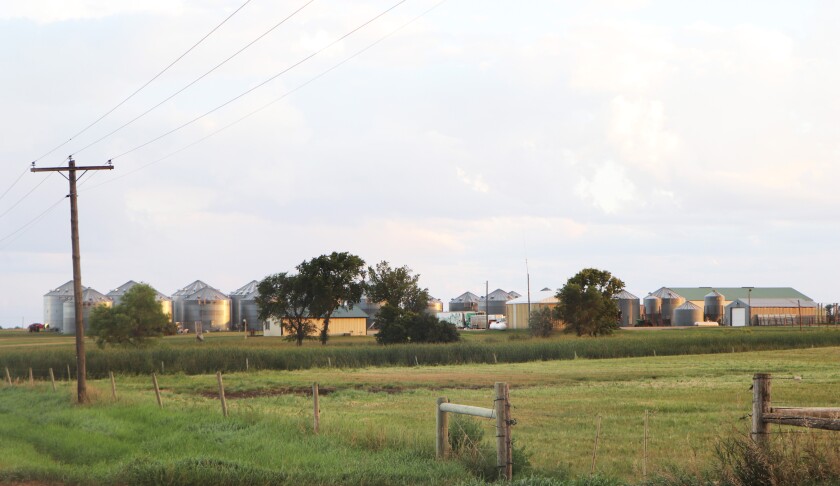 The Shaunaman farm is a tidy, progressive headquarters, with modern steel bins and corrals as winter quarters for a cow-calf operation -- empty in August.