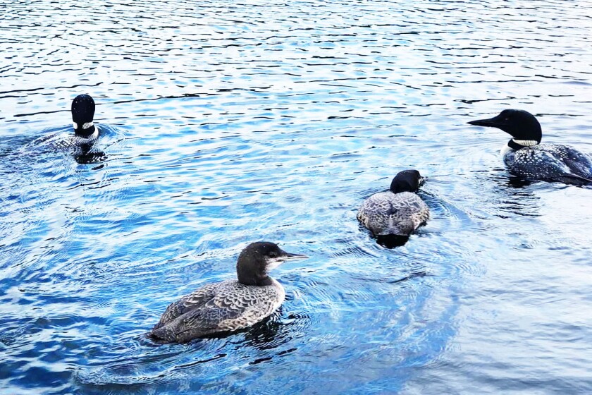 Family of loons