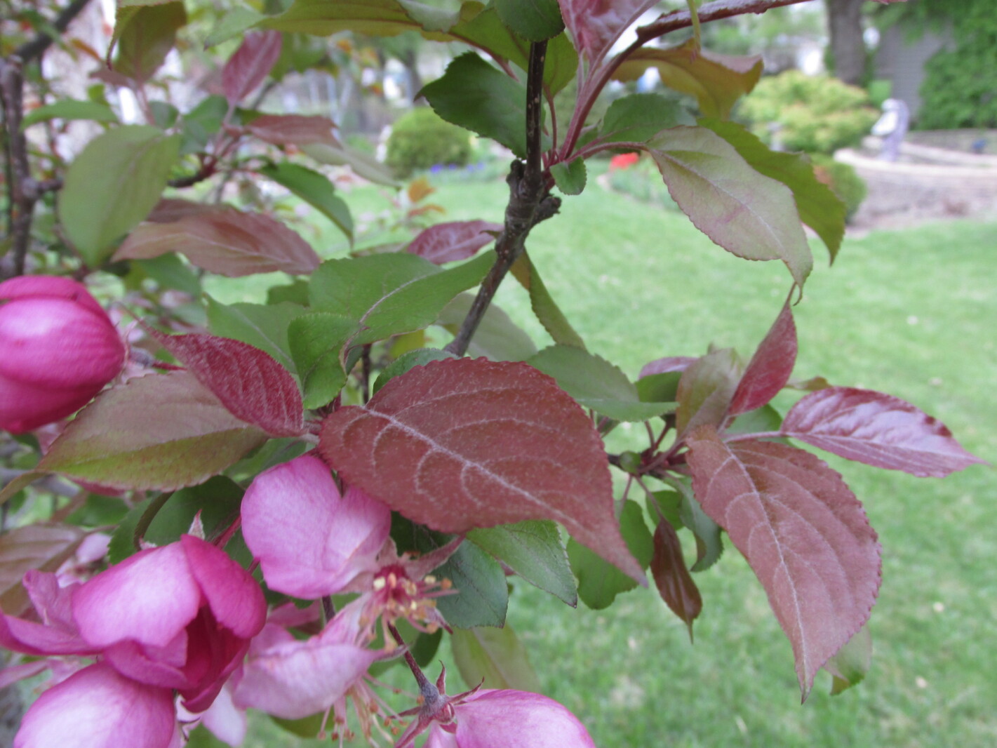 Red and purple are desired colors in the garden