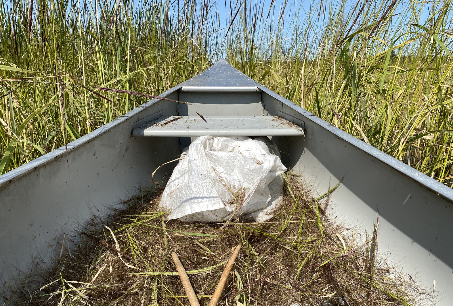 Wild Rice Season Wild rice season opens soon, but harvesters must ensure rice is ripe ...