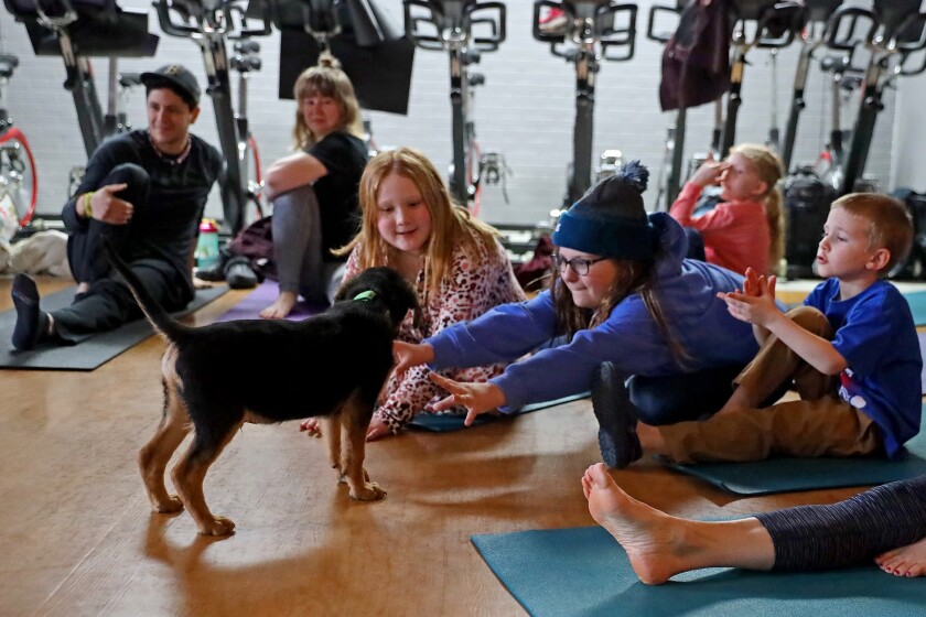 Enthusiastic puppies mob around people trying to do yoga.