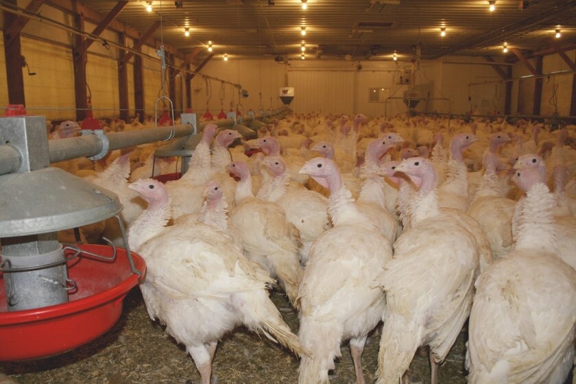 Bird flu