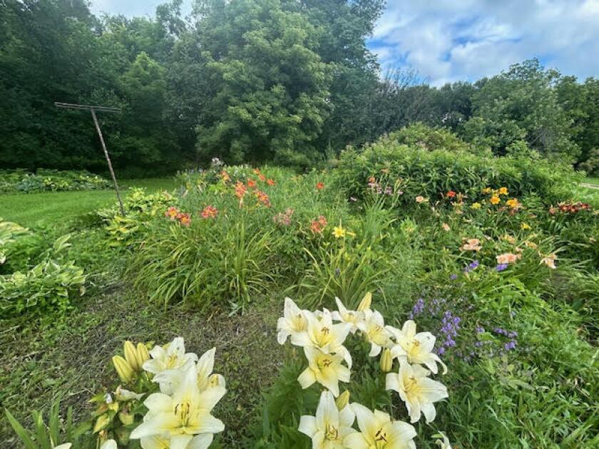 Blooming lilies Sue Morris.jpg