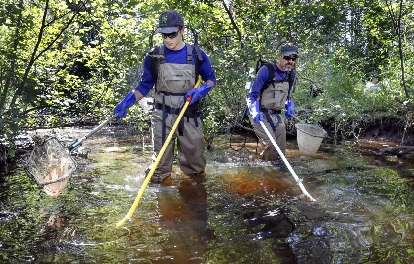 UMD beaver dam trout stream research 2
