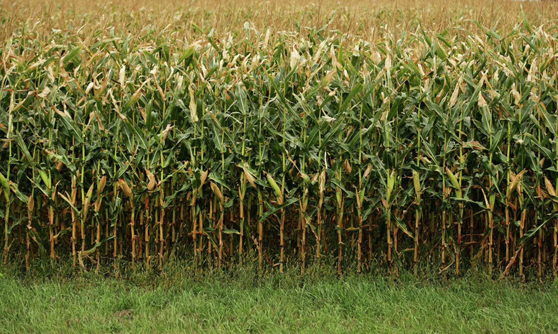 Corn Stocks Tree China to revive corn-based ethanol amid record-high stocks - Agweek ...