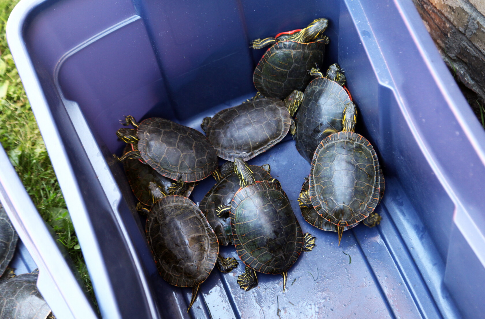Perham Turtle Races Perham's famous turtle races: Family fun or unsustainably cruel ...