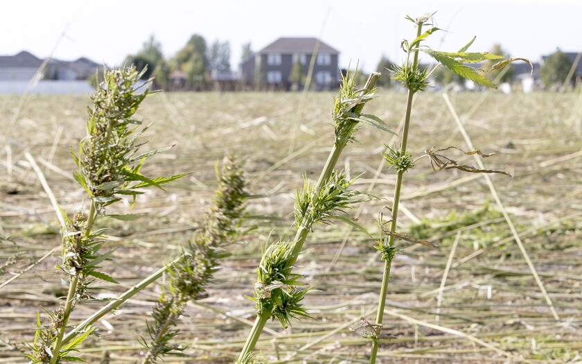 100621.n.gfh.Hemp1.jpg