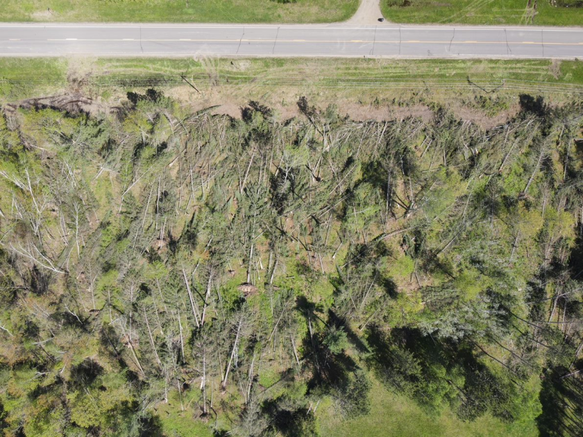 Aerial view of trees knocked over in a storm.