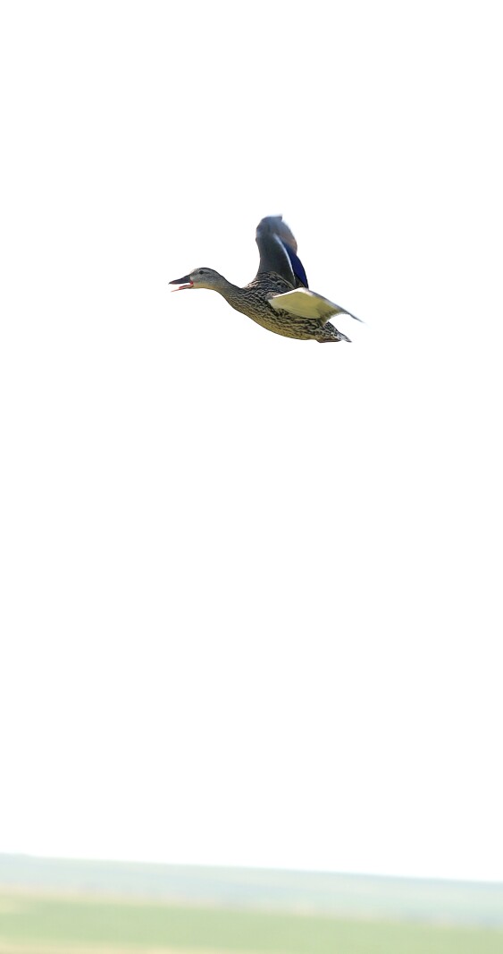 070321.NO.DG.TOUCHTHESKY Mallard S9.jpg