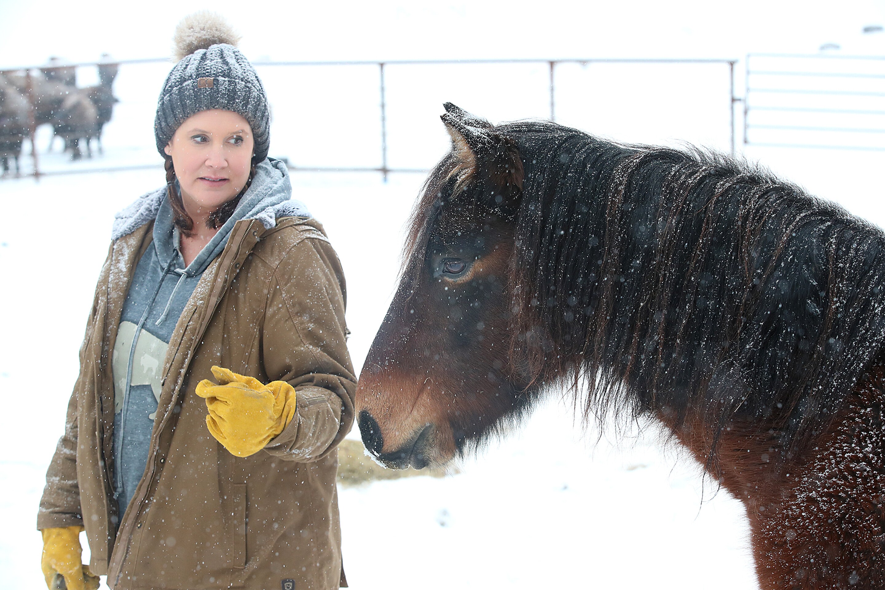 After near extermination Ojibwe pony returns to ancestral homelands After near extermination Ojibwe pony returns to ancestral homelands