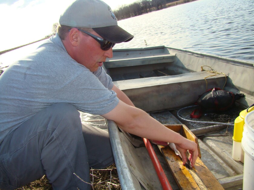 Todd Caspers, district fisheries biologist for the North Dakota Game and Fish Department in Devils Lake, measures a walleye caught from a coulee north of Devils Lake in May 2013. Results from the department's annual adult fish population survey on Devils Lake show numbers in line with long-term averages, Caspers said. Brad Dokken / Forum News Service