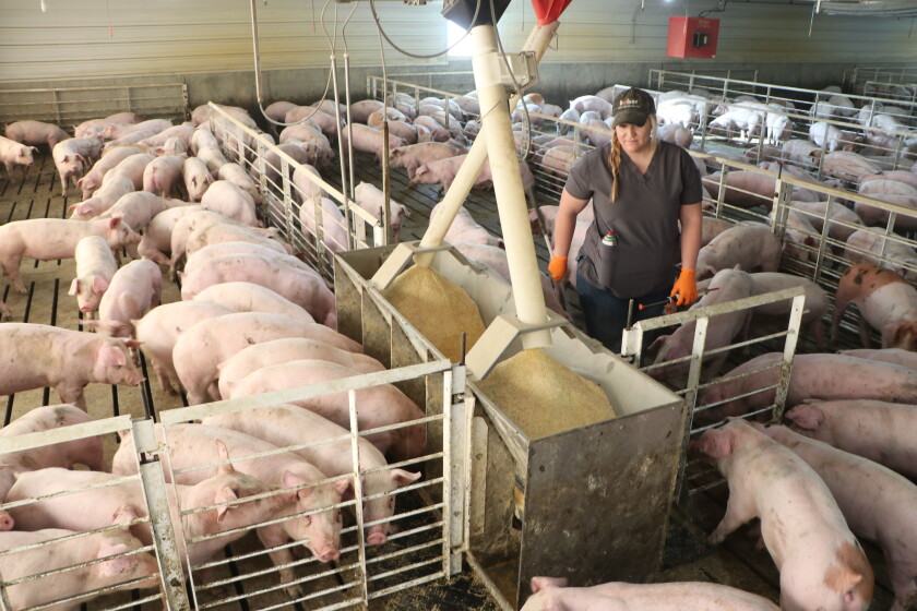 Hog Finishing Barn Cost Hog Finishing Barn Cost