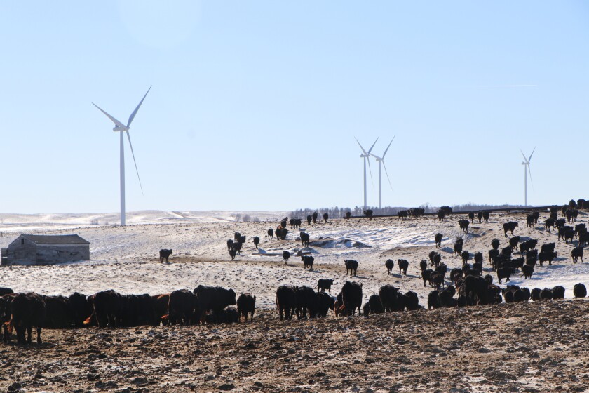 Black beef cows wander up a hill on with wind energy turbines in the background, at the Wolf Farms feeding operation near Kulm, North Dakota.