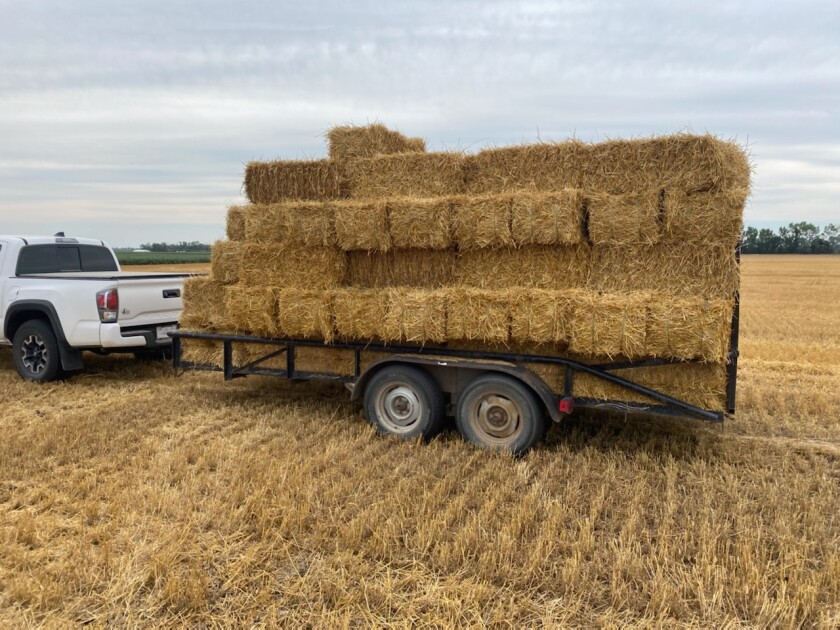 A white pickup pulls a trailerload of yellow small, square bales of wheat straw.