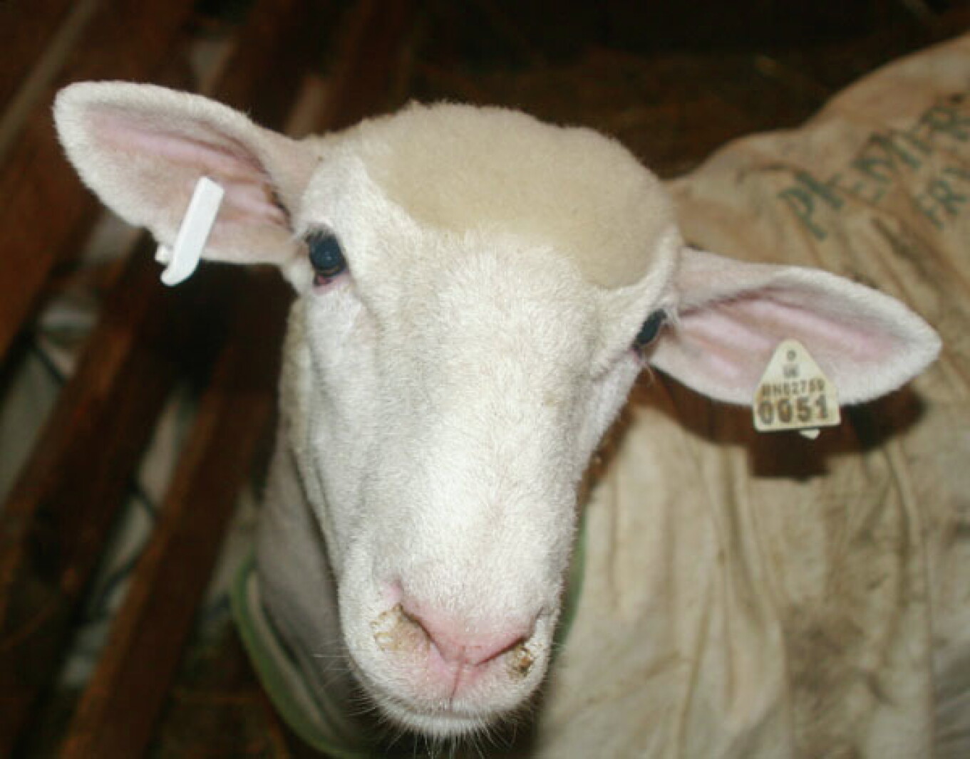 Pipestone Lamb and Wool Program to host Sheep Facilities Tour - The ...