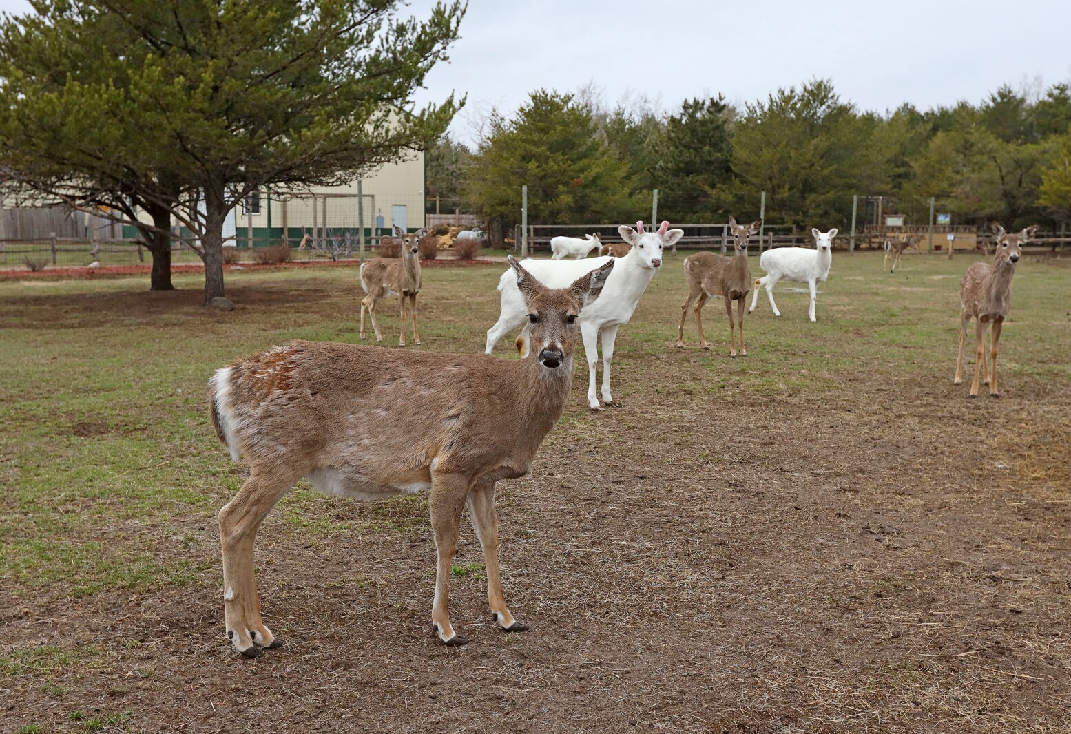Safari North Wildlife Park April 28, 2022.