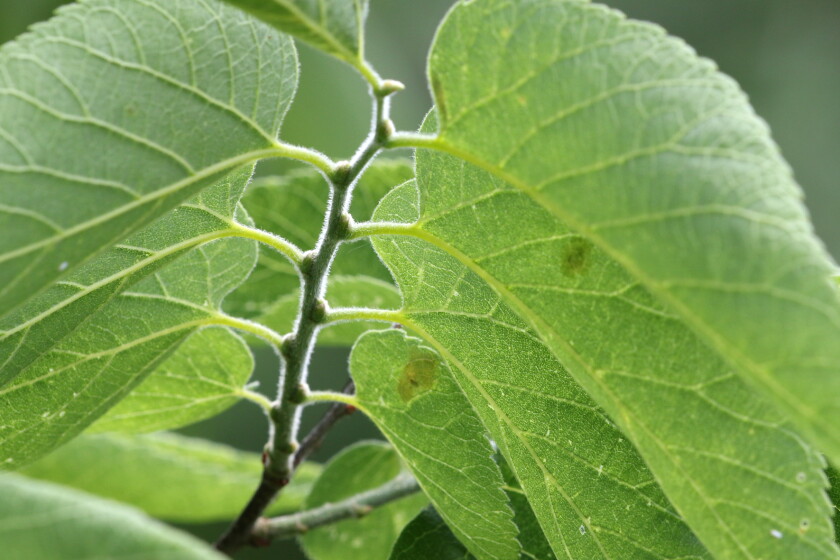 Hackberry Form Hackberry tree leaves - Jamestown Sun | News, weather, sports from ...