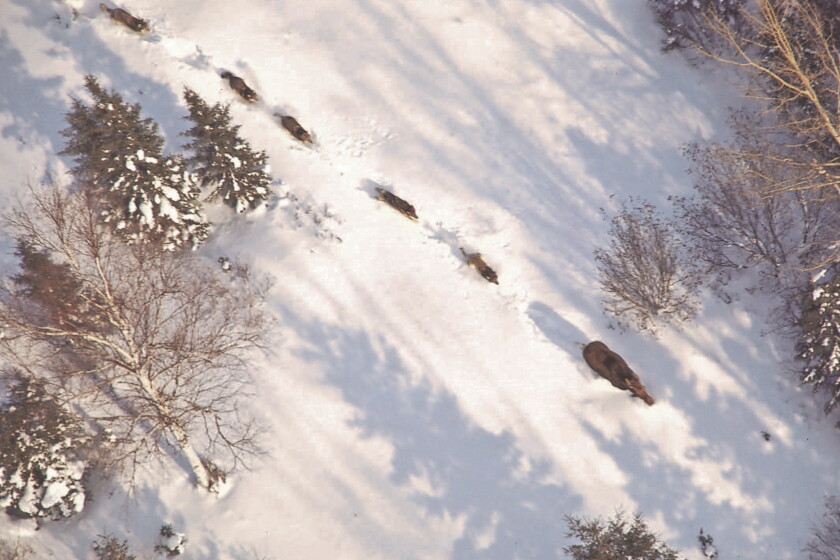 New research confirms old theory: Wolves really do prefer old and sick ...