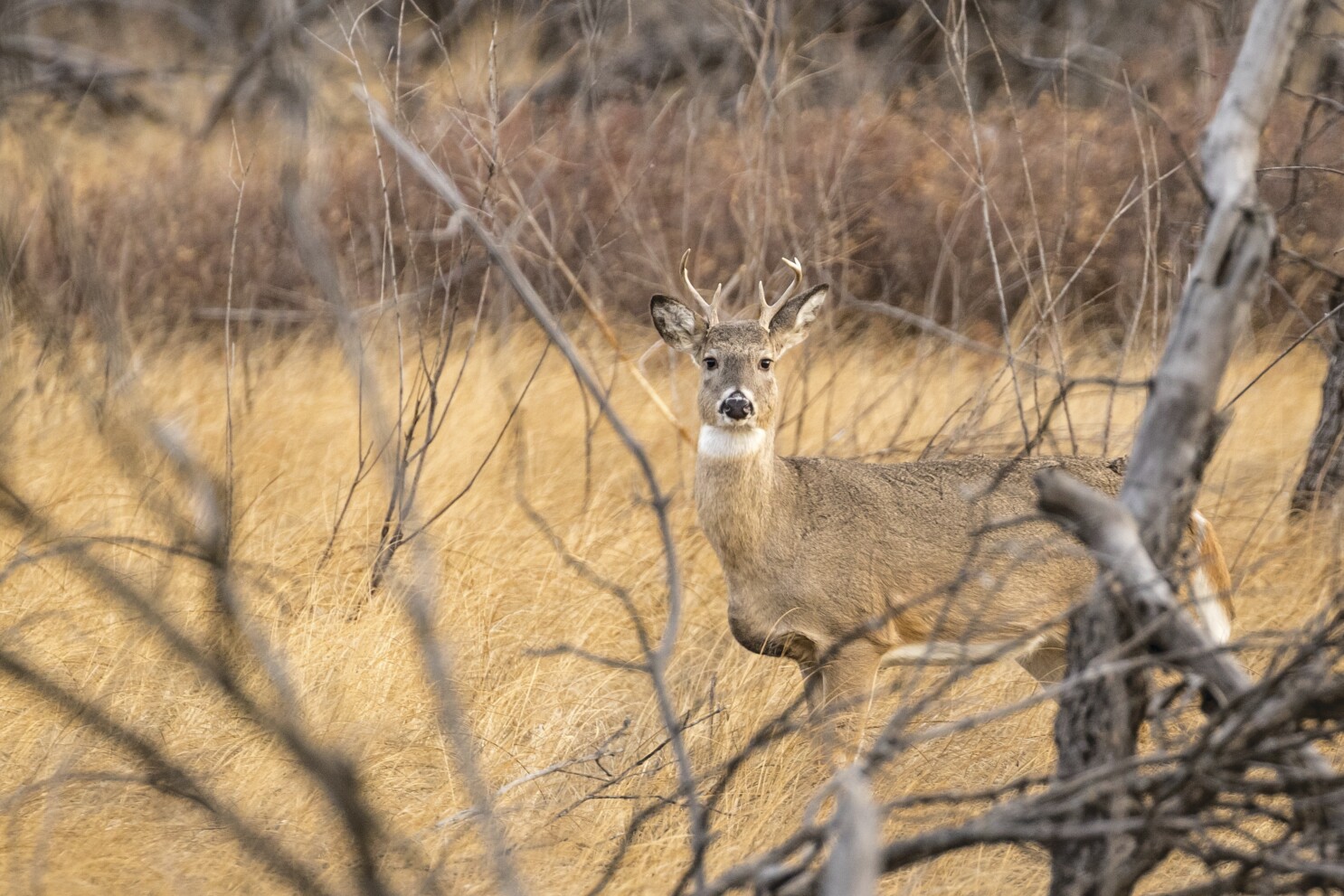 For Some Deer Hunters Finding Of Ehd In Northern Red River Valley Dampens Hunting Season Prospects Grand Forks Herald Grand Forks East Grand Forks News Weather Sports For Some Deer Hunters Finding Of Ehd In Northern Red River Valley Dampens Hunting Season Prospects Grand Forks Herald Grand Forks East Grand Forks News Weather Sports
