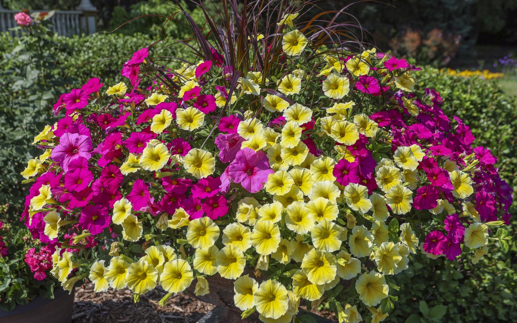 Test your gardening knowledge with this fun quiz
