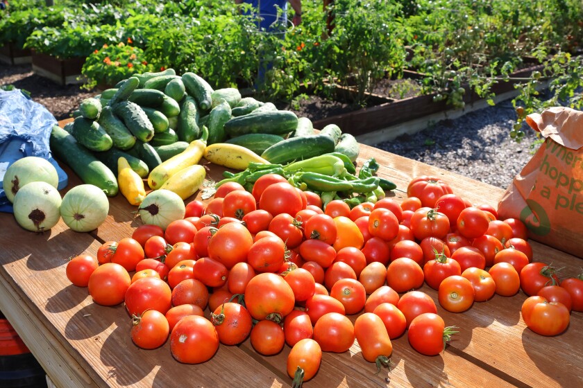 Produce picked from the garden sits on the table ready to be weighed, packed up and brought to the Salvation Army on Thursday, Aug. 21, 2025, at the Northland Arboretum.