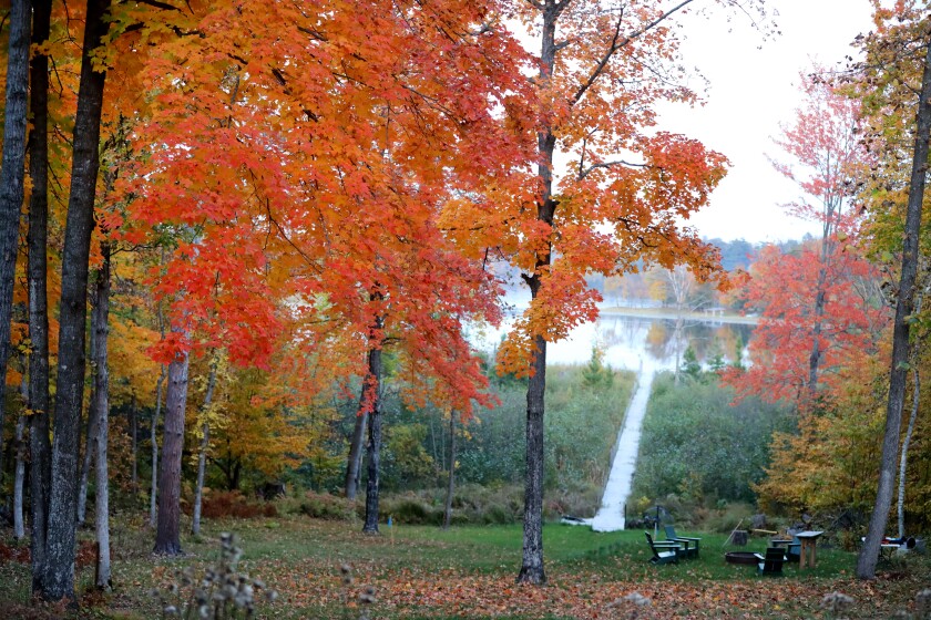 Red and gold maple tree with a lake in the backdrop.