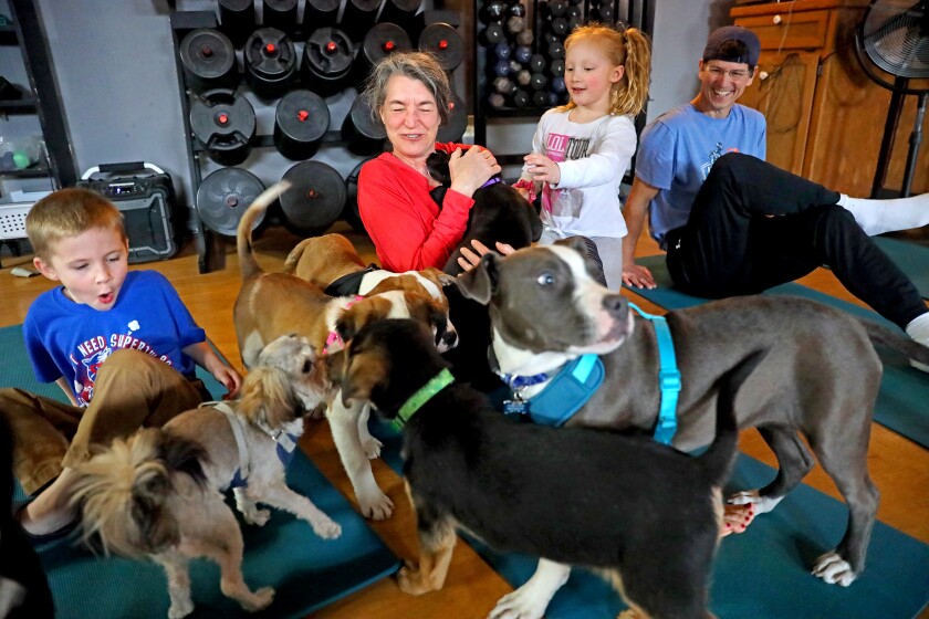 Enthusiastic puppies mob around people trying to do yoga.