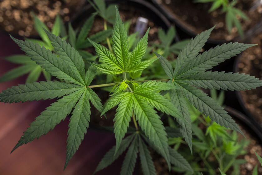 Hemp crop