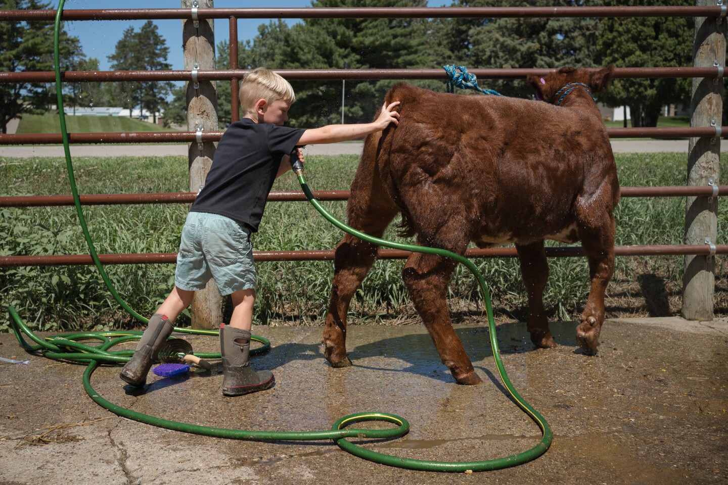 Photos The Goodhue County Fair On Aug 11 2023 Post Bulletin photos-the-goodhue-county-fair-on-aug-11-2023-post-bulletin