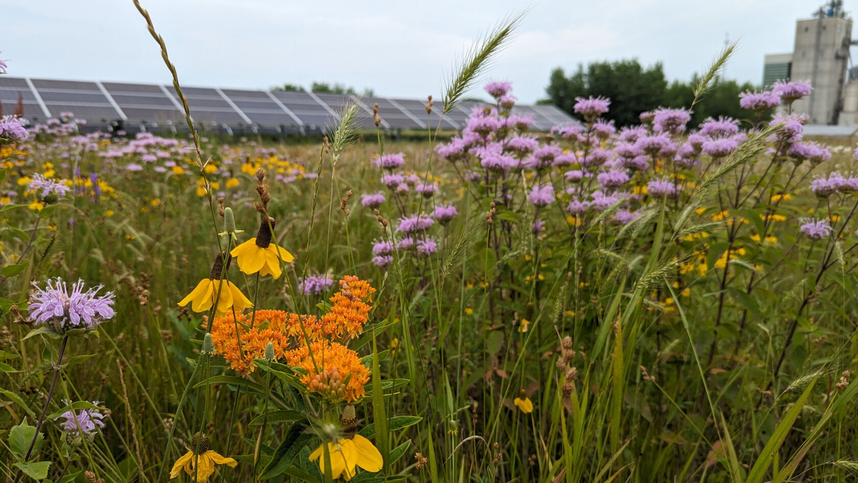 Join the celebration on May 4 for new solar array at Pine Point School ...