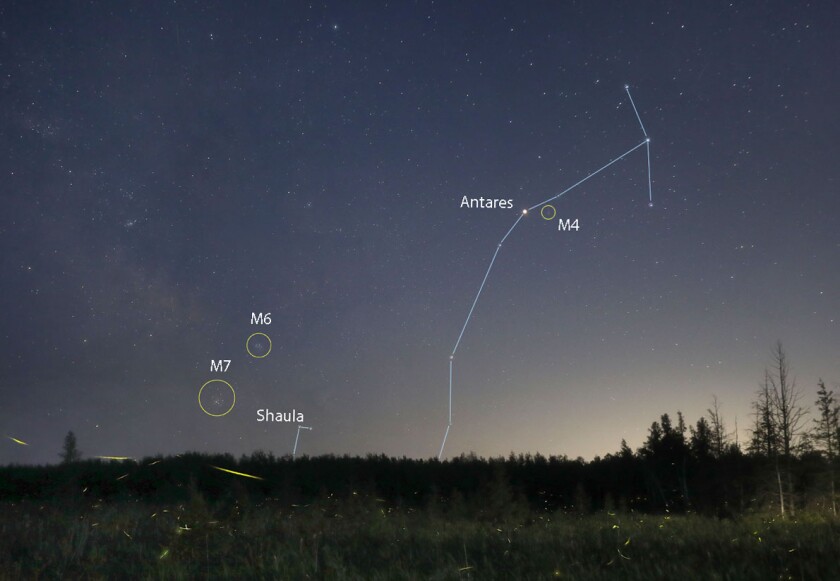 Scorpius and fireflies