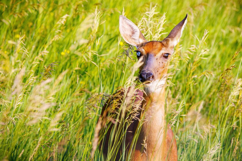 Deer in grass
