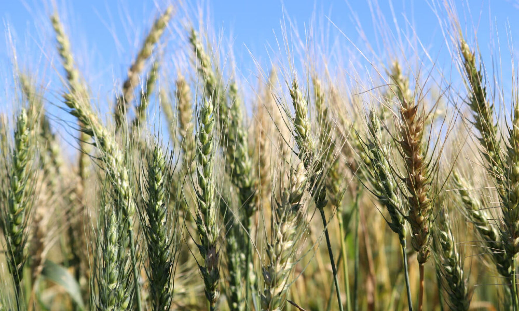 Wheat Sample Wheat samplers in ND were gathering samples for quality analysis ...