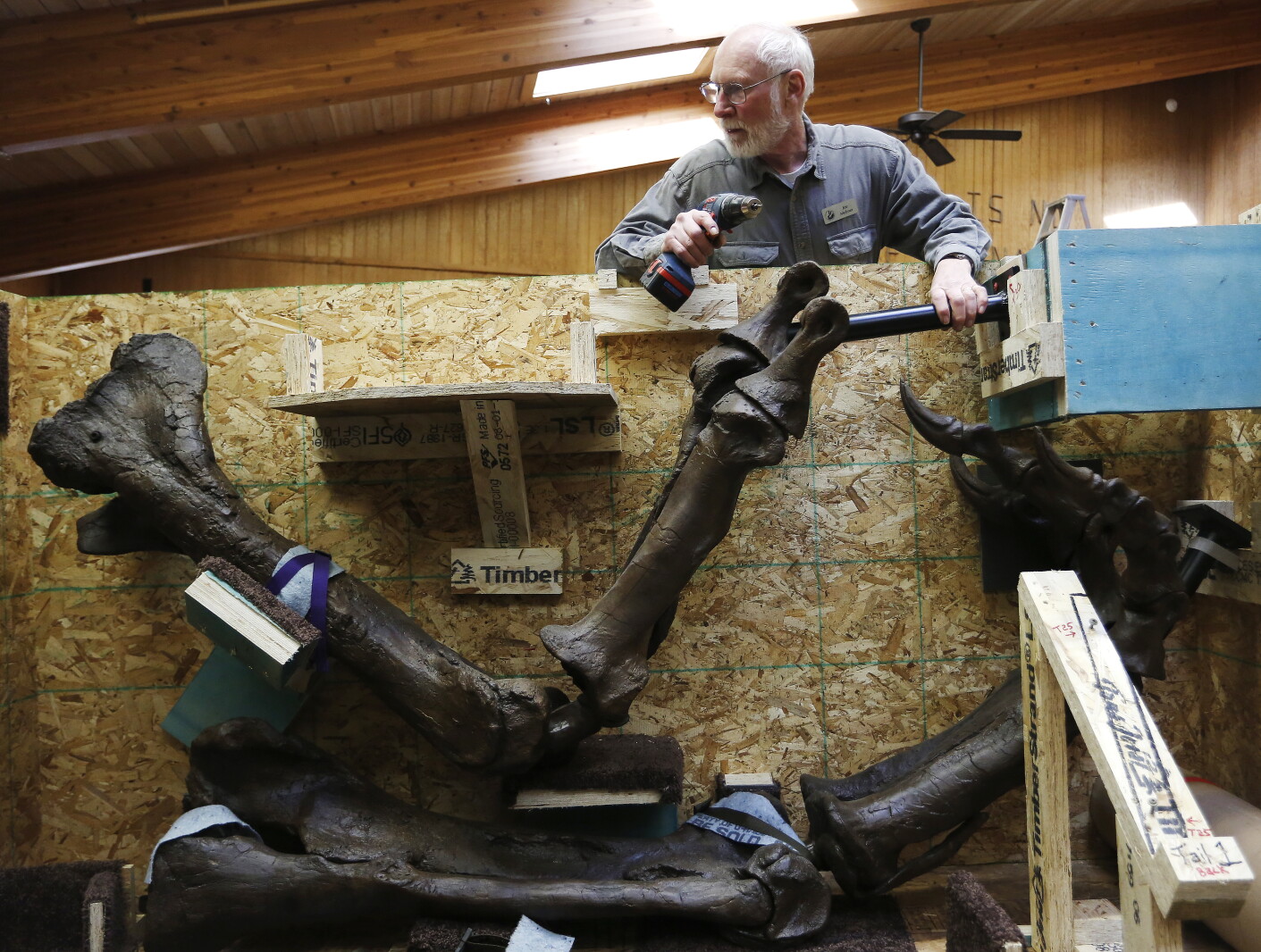 T Rex Building Post Photos: T. rex build at Quarry Hill Nature Center - Post Bulletin ...