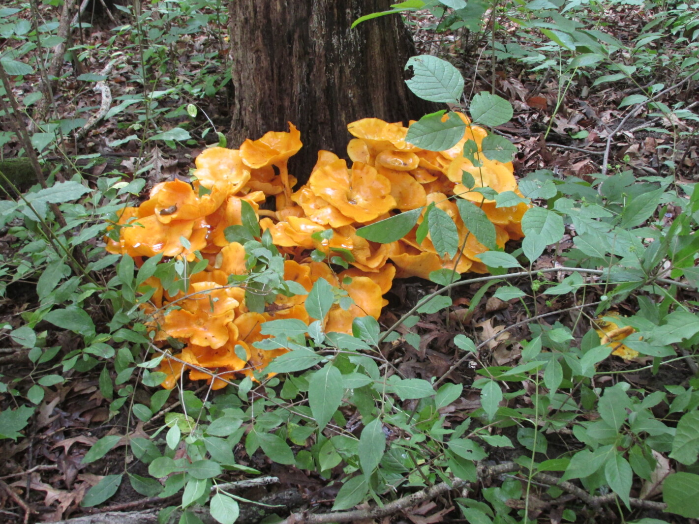 What is this beautiful plant?