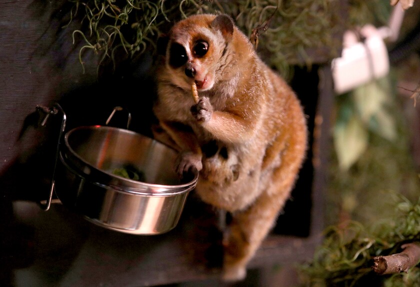 Colby, the mother Pygmy Slow Loris, gets a bite to eat as one of her babies hangs onto her belly