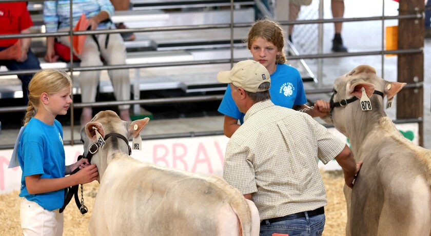 The judge explains how he grades Lanae, left, and Paula Dykstra's Brown Swiss fall calf in the 4-H Dairy Show, and Paula takes the advantage Wednesday, Aug. 3, 2022, at the Nobles County Fair.
