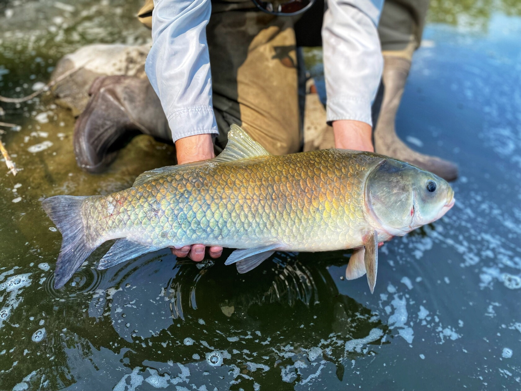 Mn Native Fish Minnesota DNR proposes new rule changes for native rough fish - Grand ...