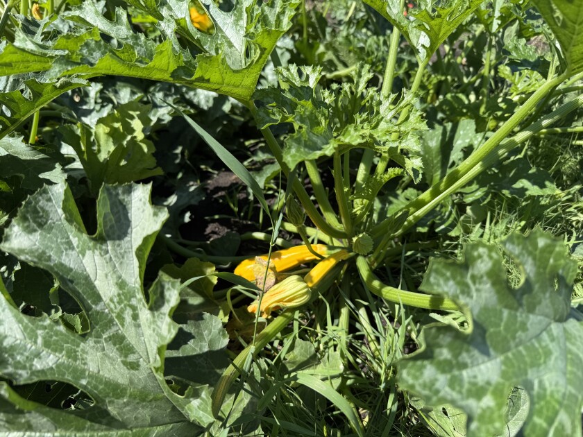 Community garden