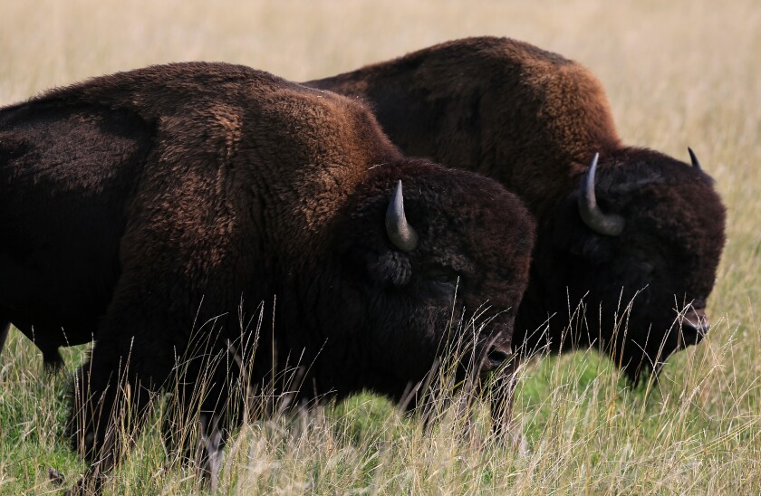 092221 TF DG BREWSTERBISON S5.jpg