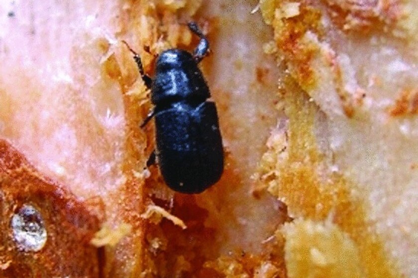 Mountain pine beetle