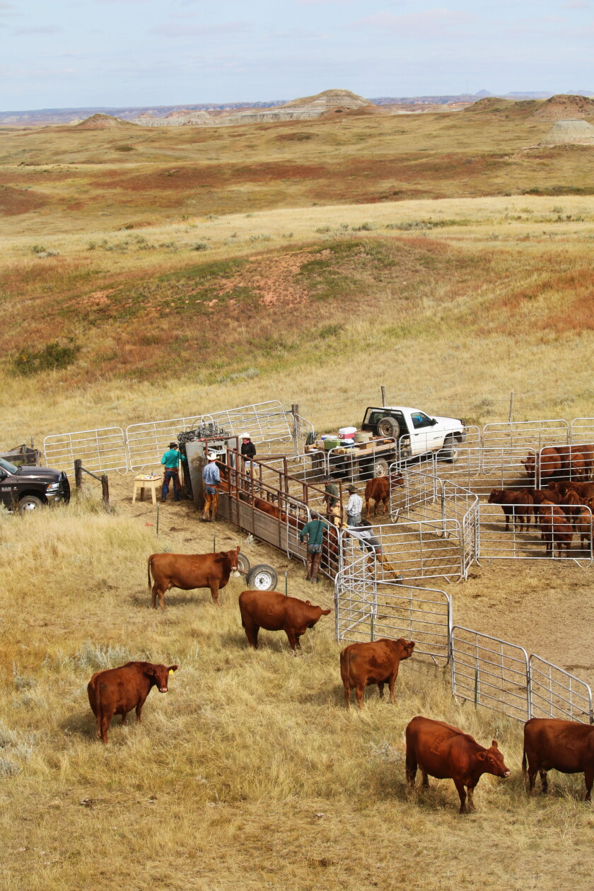 Rwr Angus Ranch A family that fits: Leland Red Angus Ranch - Agweek | #1 source for ...