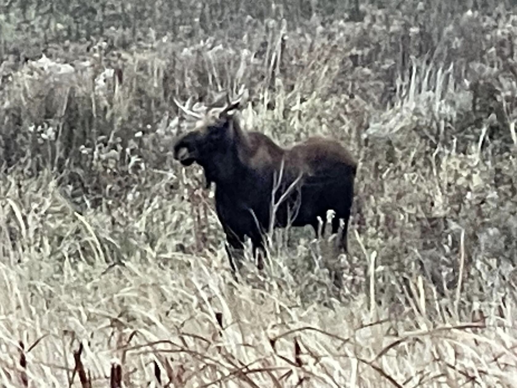 Photos: Updates on the trek of 'Rut the moose